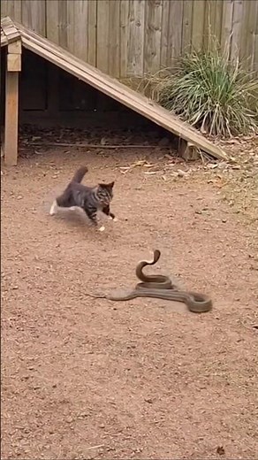 Cat vs Snake: Real CCTV Clash