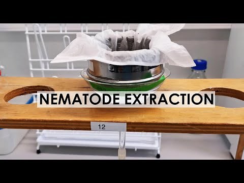 NEMATODE EXTRACTION: BAERMANN FUNNEL METHOD