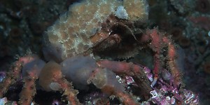 These Crabs Decorate Themselves to Avoid Being Eaten | Plants And Animals