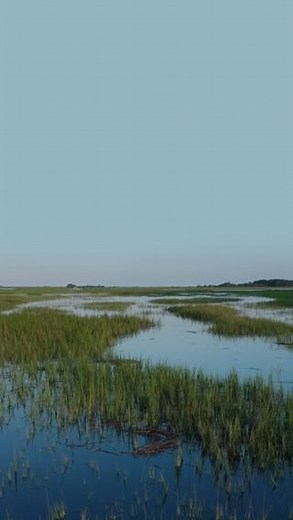 WWT on Instagram: "Our world is changing, and so is WWT. We have a mission. To restore wetlands and unlock their power. We are WWT. For wetlands. For life."