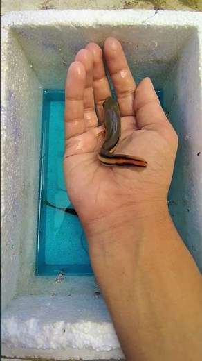 channa micropeltes #micropeltes #indonesia