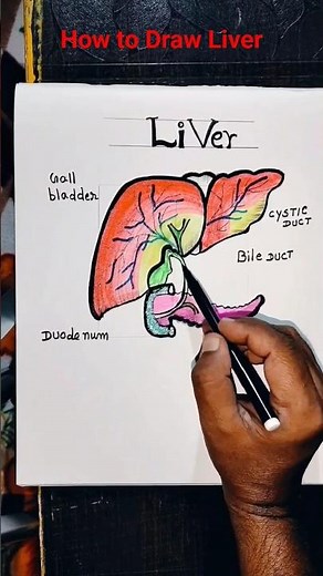 How to Draw Liver l Structure of Liver
