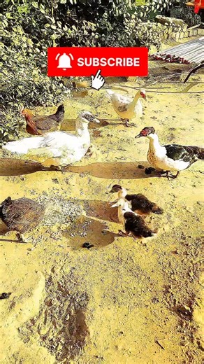 The Ultimate Duck Farming Guide (Muscovy Ducks)