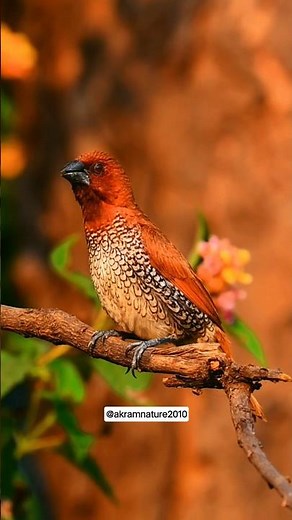 The Munia Bird: A Small Finch with Big CharmMunias: Tiny Seed-Eaters Meet the Munia: Small Finches