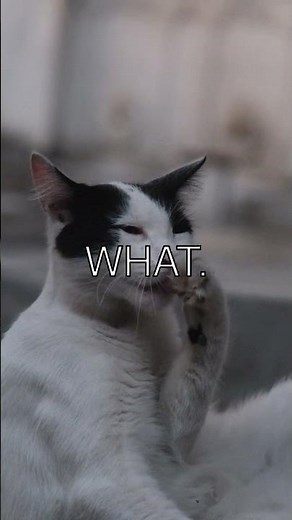 Furry Friends and Feline Facts Discover the 44 Cat Breeds Recognized by CFA The Cat...