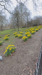 Daffodils at St Jame's Park London | Global Adventures