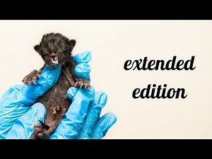 Kittens Anesthetized at Birth: *EXTENDED* Video of Saving Fragile Newborns