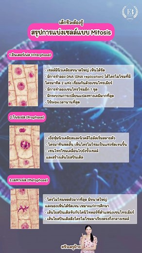 💥เด็กเรียนชีวะต้องรู้ !! สรุปการแบ่งเซลล์ EP.1 Mitosis ใครอยากอ่าน EP.2 Meiosis ต่อ 👇🏻เม้น 2 ใต้คลิปนี้ 👇🏻 🚀เตรียมทะยานสู่คะแนนเต็ม 100 คอร์สลัดเปลี่ยนชีวะให้เป็นเรื่องง่ายๆ เก็งตรงจุด จบทันฟันคะแนนสอบทุกสนาม 🎟️ส่วนลดพิเศษ 500.- 🎟️ กรอก code: neweasybio 📚คอร์สสอบเข้า #ALevelชีวะ เริ่มต้น 290.- 📚คอร์ส #สอวนชีวะ เริ่มต้น 1,500.- 📚คอร์ส #NETSATชีวะ เริ่มต้น 1,250.- 📚คอร์สทำเกรด/เรียนล่วงหน้า ชีวะ ม.ปลาย เริ่มต้น 2,200 📘หนังสือสรุปชีวะ ม.4 - 6 จบครบในเล่มเดียว #ชีวะวาฬ 339.- รีวิวดึงคะแ