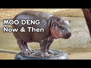Moo Deng Compilation | Now and Then #moodeng #หมูเด้ง