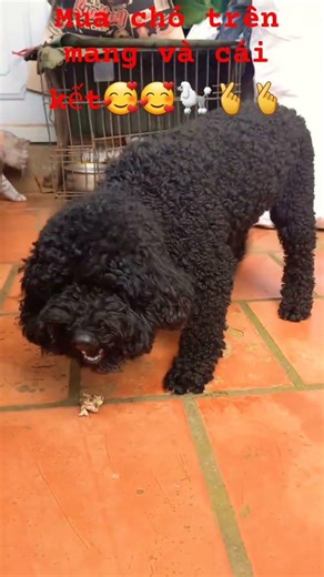 #dog mua chó trên mạng và cái kết🥰🥰🐩🫰🫰🫰🫰