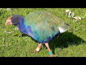 Lighting the Way, a New Virtual Geocache on Tiritiri Matangi Island, Auckland, New Zealand