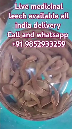 Live medicinal leech stock available bulk supply+91 9852933259