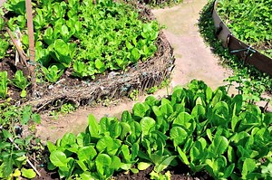 Keyhole Garden: The African Method to Grow Your Own Food