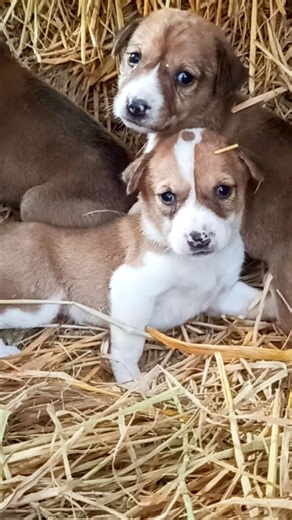 Cutest puppys cute funny barking sound dog barking #cute #cutepuppy #viral #shorts #puppies