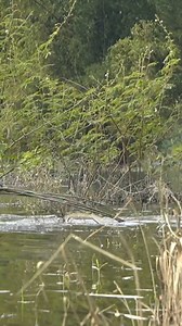 Fishing, Catching giant river fish to sell at the market - Cooking with two small children #ChuCThiDuong #singlemother #harvest #farmbuilding | Collection