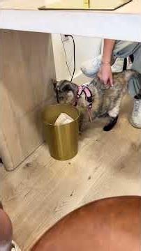 Cute Kitty Moments 47 😺 #cats #catshorts #ytshorts #viral #cutecats #foryou #trending #meow #cutecat