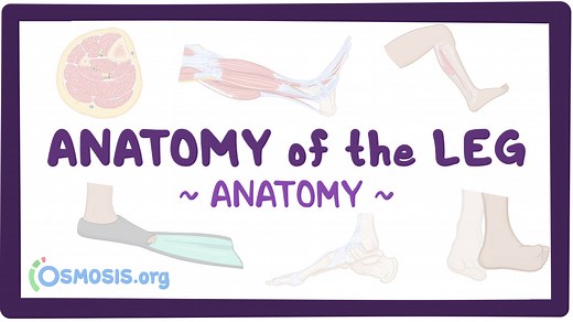 Anatomy of the leg: Video, Causes, & Meaning | Osmosis