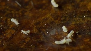 Termite On Resistant Wood Hd Termites Stock Footage Video (100% Royalty-free) 2131190 | Shutterstock