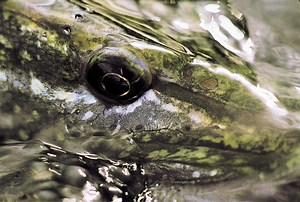 Hechtangeln: Diese 10 Fehler solltest Du vermeiden! – BLINKER
