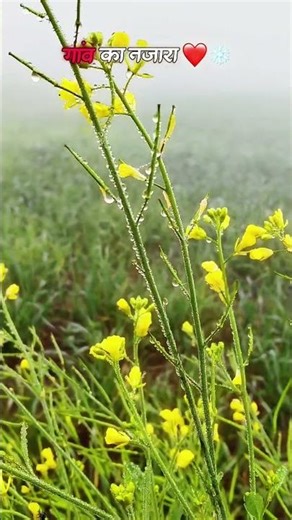 🌿🍃😶‍🌫🥶#socialmediamarketingtips #bhojpuri #edms #bhojpurisong #business #song #bhojpurimusic