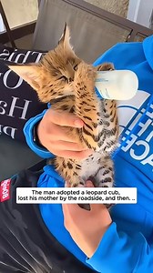 This family rescued an abandoned baby serval cat and then #serval #servalcat #cat #catsoftiktok #animal | Cute Cat Corner