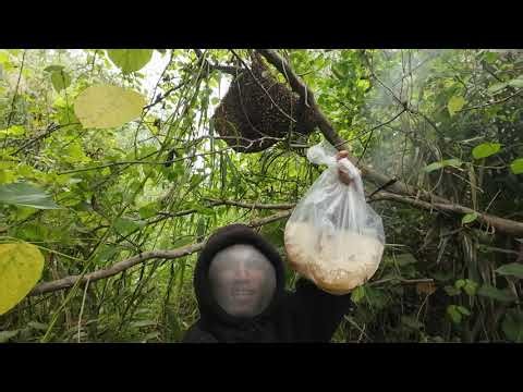 Huge Beehive on a Low Tree Branch Close to the Ground