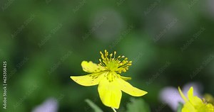the first spring the first spring flowers of anemone are yellow in a mixed forest, the first spring wild flowers with yellow petalswild flowers with white petals