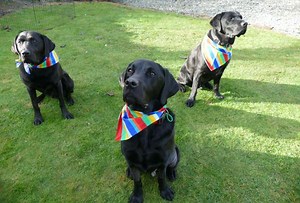 Blood hounds: Argus saved by black lab buddies