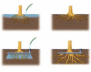 How To Promote Deeper Root Growth And Drought Tolerance - Citygreen