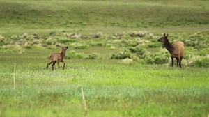 31K views · 1.4K reactions | Nothing says Spring like Elk Calves! | Rocky Mountain Elk Foundation | Facebook