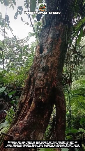 Cutting Down an Old Tree in the Forest 🌳 | High-Risk Forest Work