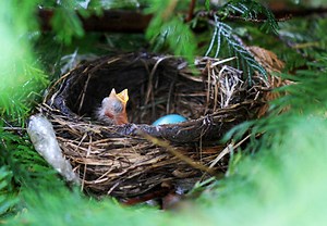 Facebook Cover Photo Contest: Share Your Spring Photos