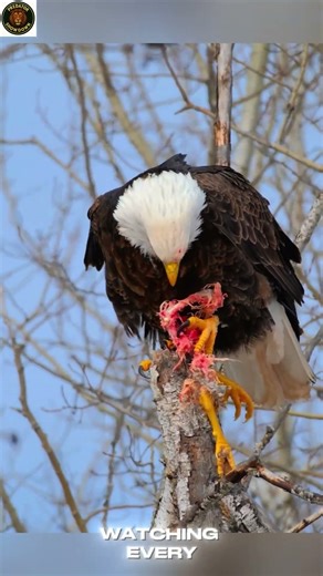 How Eagles Hunt from the Sky | Deadly Speed | Eagle Hunting Skills | King of the Sky