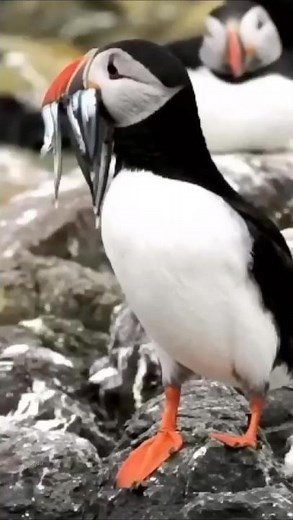 Puffins: The Colorful Seabirds of the North 🌊 | Amazing Birds of the Ocean #birds #shorts #farminG
