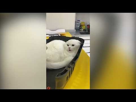 Screaming Cat At Vet Original Meme Template