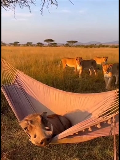 Warthog vs Lion: Hilarious Wildlife Moments