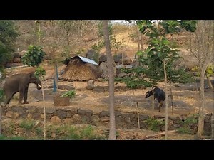 wild elephant attack cow near village house