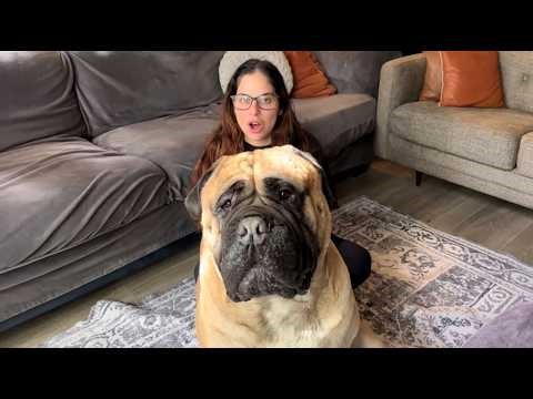 This 200lb Bullmastiff Slept All Day and Did Nothing — What She Found at 2AM Will SHOCK You