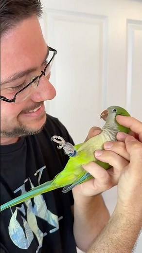 Everything I Taught a Quaker Parrot in 30 Days!