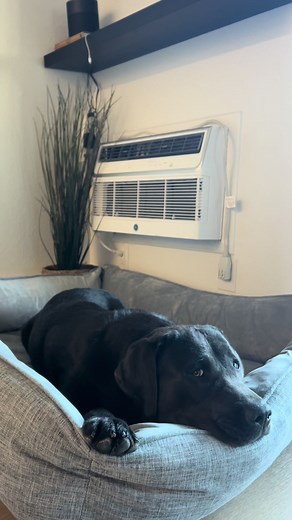 Toby & Ace Orthopedic Dog Bed Review