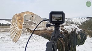578K views · 19K reactions | Whilst capturing the fantastic flying skill of a kestrel on my GoPro, a barn owl swooped in and stole the scene 黎 The bird battle that followed was incredible to watch ⚔️ | Robert E Fuller | Facebook
