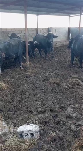 فيديوهات أنشأها 𝐻 (@pjp_ij) باستخدام الصوت الأصلي - Aqeel •