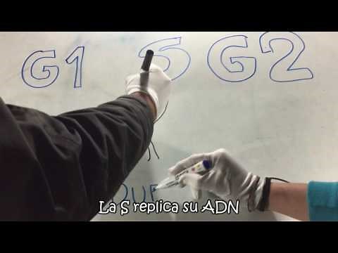 Cancion Ciclo Celular y Mitosis