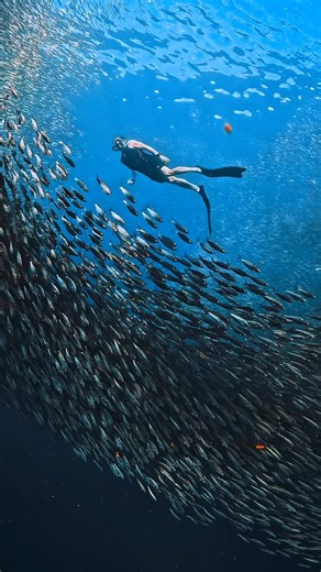 DIVING NEMO on Instagram: "When the sea turns into silver confetti. 🐟 @timholyoak #moalboal #sardinerun #freediving #cebu #divingnemo"
