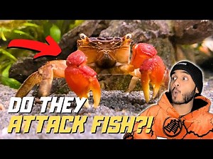 Red Claw Crab in Planted Freshwater Community Aquarium ?