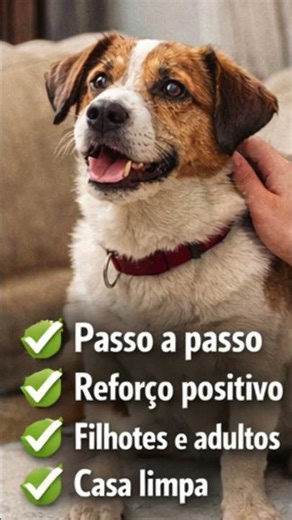 👉 Como Ensinar o Cão a Fazer Xixi e Cocô no Lugar Certo (Sem Punição)