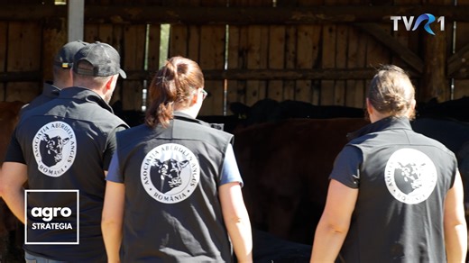 De la șoferia pe tir la creșterea taurinelor de carne. Ioan Creangă din Hosman, județul Sibiu, a făcut tranziția doar în momentul în care a simțit că poate aduna suficient capital pentru a pune bazele unei ferme moderne. Astfel, în loc să emigreze, sibianul s-a încumetat să rămână în satul natal și să crească vaci Aberdeen Angus, animale cu certificat, înscrise în Registrul Genealogic al rasei. Investiția în ferma de Angus de la Hosman nu a fost mică, mai ales că planul a fost, de la început, pe