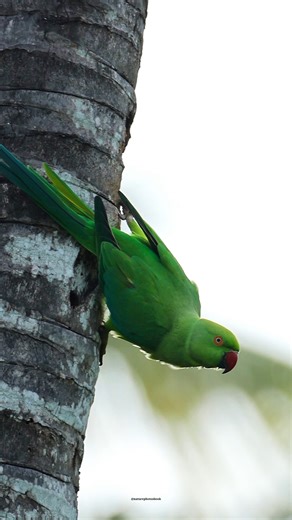 13K views · 2.6K reactions | Rose-ringed parakeet | 퐍퐚퐭퐮퐫퐞 퐏퐡퐨퐭퐨퐬 퐁퐨퐨퐤 | Facebook