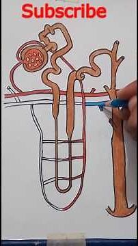 How To Draw Nephron /Easy/ Detailed Labeling / Afferent & Efferent Arterioles / Vasa Recta Explained