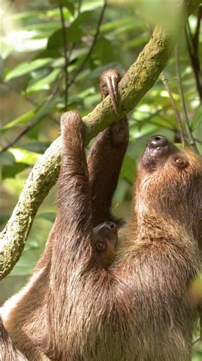 This Animal Risks Its Life Just to Poop.